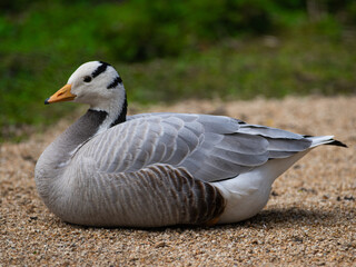 goose (bar headed) sitting  on a blurred background