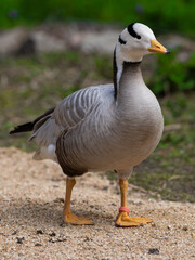 goose (bar headed) walking on a blurred background