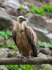 griffon vulture (gyps fulvus) sitting on a tree branch