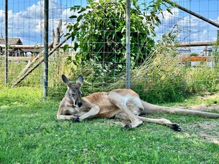 kangaroo resting in the shade