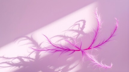 Obraz premium pink feathers on white background