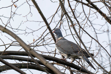 Ringeltaube (Columbo palumbus) auf einem Ast, Nordrhein-Westfalen, Deutschland, Europa