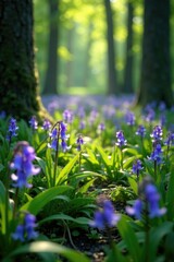 Bluebell blooms scattered throughout the forest undergrowth, wildlife, greenery