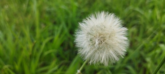 DENTE DE LE&Atilde;O