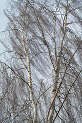 Nahaufnahme einer Birke (Betula pendola), Nordrhein-Westfalen, Deutschland, Europa