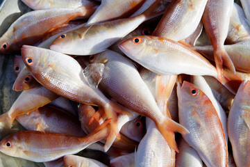 Freshly Caught Fish Displayed on Vibrant Market Table