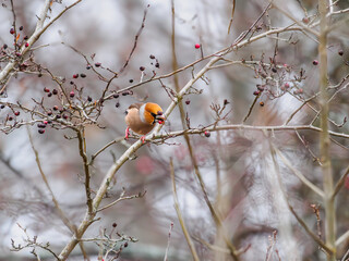 Hawfinch with a Berry