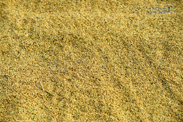 Golden Rice Grains Spread on a Farm Field Under Bright Sunlight