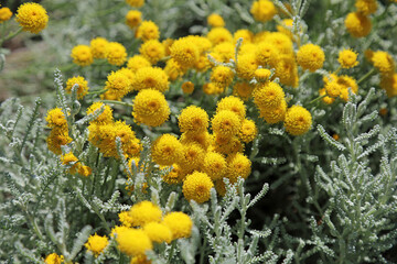 Closeup of sunlit Cotton Lavender plants, Derbyshire England
