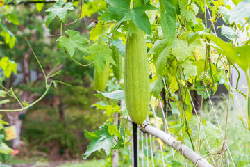 ヘチマの実が育つ緑のツル植物