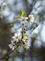 Flowering fruit trees herald spring