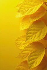 Overlapping translucent yellow leaves, layered texture, close-up, stacked, image