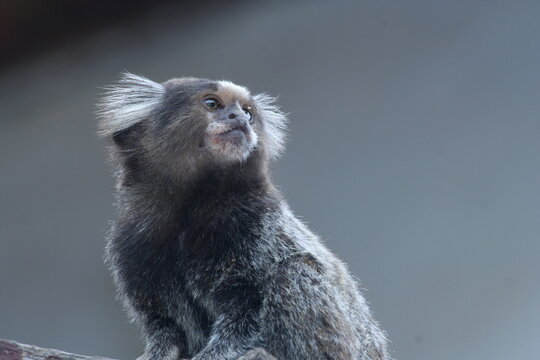 macaco - monkey