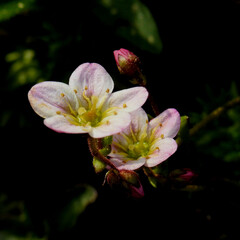 Steinbrech mit KI bearbeitet