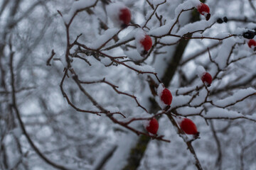 snow