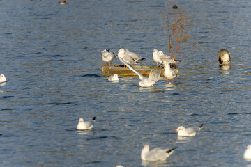 湖に集うユリカモメたち