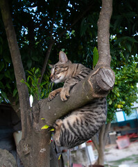 Um gato sobe a um galho de árvore