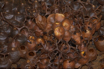 close up of a mushroom