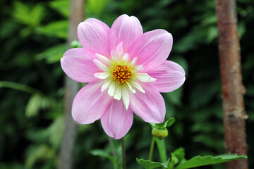 Obraz premium Macro image of a pink and white Dahlia bloom, Derbyshire England 