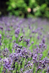 Macro image of a single bloom within a bed of Lavender, Derbyshire England
