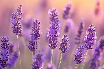 Obraz premium A field of lavender flowers with a soft purple hue, isolated