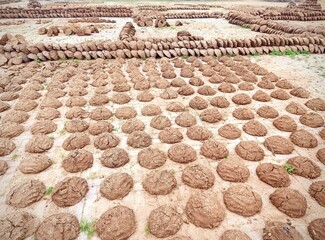 Dung cake landscape mode image keeping in sun shine for making dry 