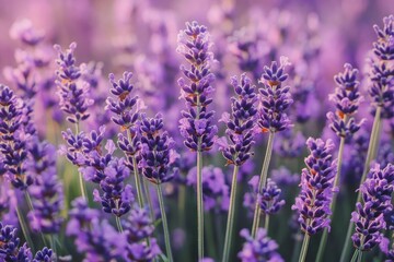 Fototapeta premium A field of lavender flowers with a soft purple hue, isolated