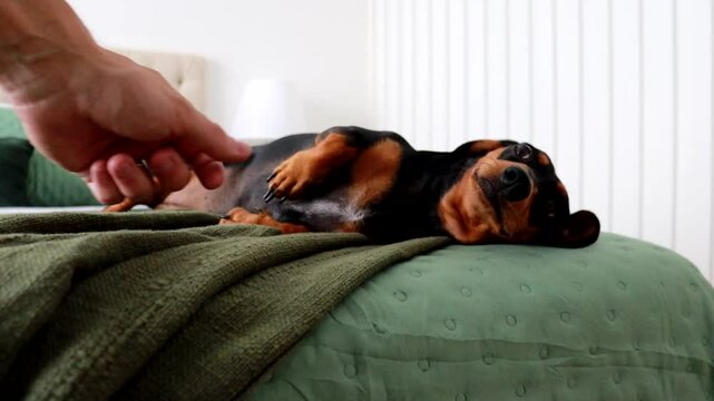 cachorro fofo duchshund em casa 