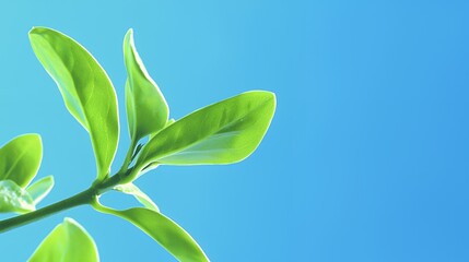 Fototapeta premium Bright Green Leaves Against a Clear Blue Sky