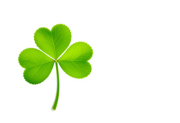 A clover leaf on a white background with space for text.St. Patrick Day