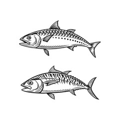 fish isolated on white background