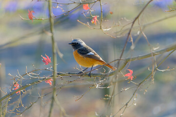 冬の木の枝にとまるジョウビタキのオス