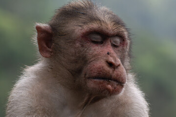 The vibrant close up portrait of a monkey with closed eyes.
