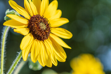 夏の日差しに輝くひまわりの花