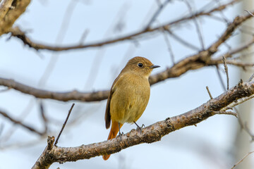 冬の木の枝にとまるジョウビタキのメス