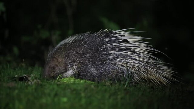 Porcupine living at night at Ban Krang campsites in kaeng krachan national park Phetchaburi, Thailand 