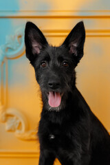 cute and funny portrait of young small black dog with brown eyes showing her tongue in front of the colorful yellow and blue art wall