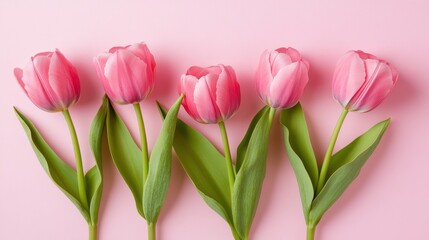 Fototapeta premium Pink tulips arranged in a straight line on a soft pink surface in a serene setting