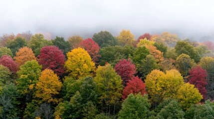 Autumn forest panorama, misty mountain view, fall foliage