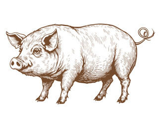 Pig illustration. Hand drawn engraving style illustrations