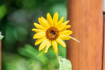夏の日差しに映える鮮やかなヒマワリ