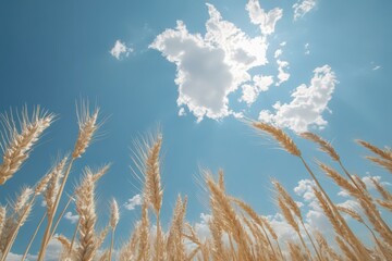 Golden Wheat Field Under a Bright Sunny Sky