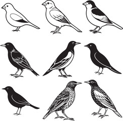 Snow bunting line art vector illustration 