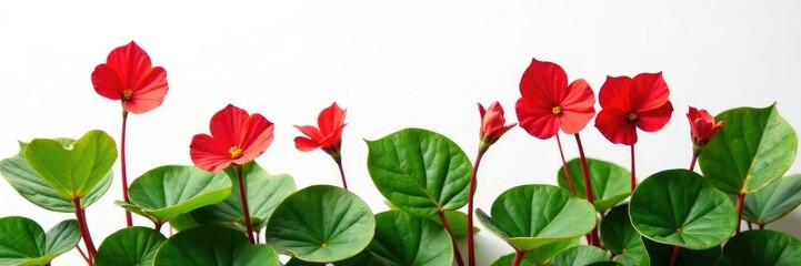 Red begonia leaves and stems against a bright white surface, green, botanical, nature