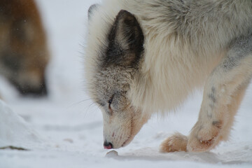 Obraz premium 白いキツネ