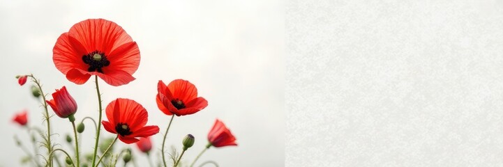 Obraz premium Red poppy flowers against a crisp white background with a subtle texture, flowers, floral