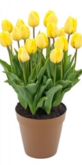Vibrant Yellow Tulips in a Pot: Isolated Flowers Bringing Spring Cheer on a White Background