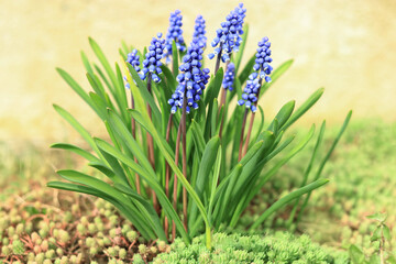 Blue muscari flowers blooming in a spring garden. Vibrant nature scene with fresh green leaves and...