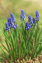 Spring muscari flowers with green leaves growing in the garden. Seasonal nature background with blue grape hyacinths