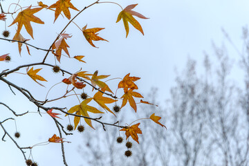 モミジバフウの紅葉と青空のコントラスト